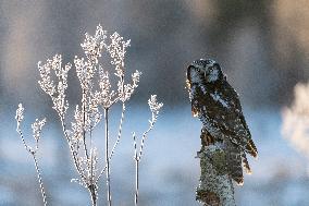 northern hawk owl (Surnia ulula) as pet. Winter morning.
