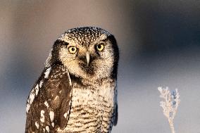 northern hawk owl (Surnia ulula) as pet. Winter morning.