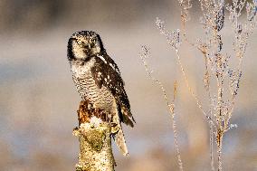 northern hawk owl (Surnia ulula) as pet. Winter morning.