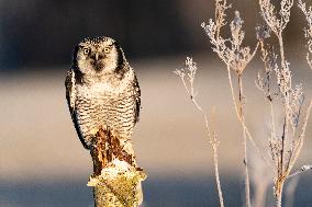 northern hawk owl (Surnia ulula) as pet. Winter morning.