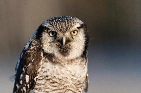 northern hawk owl (Surnia ulula) as pet. Winter morning.