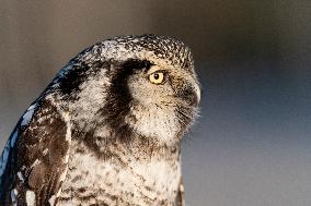 northern hawk owl (Surnia ulula) as pet. Winter morning.