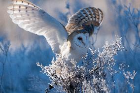barn owl (Tyto alba) at morning in winter time. This owl is as a pet.