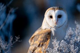 barn owl (Tyto alba) at morning in winter time. This owl is as a pet.