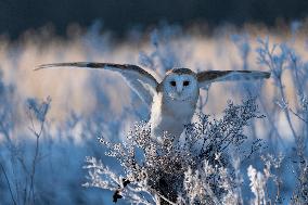barn owl (Tyto alba) at morning in winter time. This owl is as a pet.