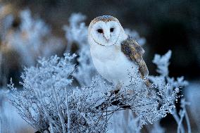 barn owl (Tyto alba) at morning in winter time. This owl is as a pet.