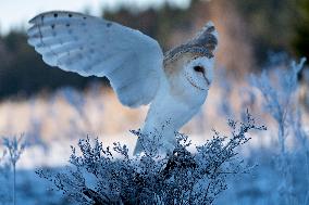 barn owl (Tyto alba) at morning in winter time. This owl is as a pet.