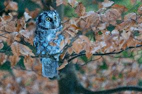 boreal owl (Aegolius funereus) on tree in forest, this owl is as a pet.