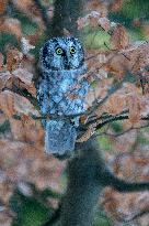 boreal owl (Aegolius funereus) on tree in forest, this owl is as a pet.