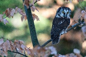 boreal owl (Aegolius funereus) on tree in forest, this owl is as a pet.