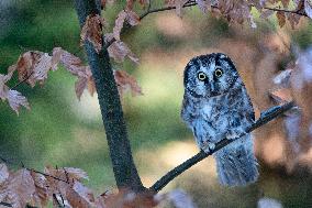 boreal owl (Aegolius funereus) on tree in forest, this owl is as a pet.