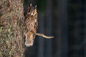 long-eared owl (Asio otus) on tree in forest, this owl is as a pet