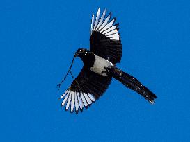 Eurasian magpie with a branch