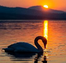 swans, sunset, weather, Usti nad Labem