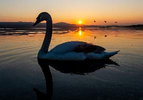swans, sunset, weather, Usti nad Labem
