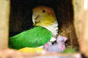 White-bellied Parrot, Pionites leucogaster, Parrot zoo