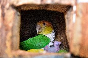 White-bellied Parrot, Pionites leucogaster, Parrot zoo