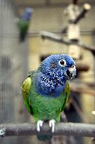 Blue-headed Parrot, Pionus menstruus, Parrot zoo