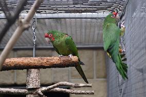 Mitred Parakeet, Psittacara mitratus, Parrot zoo