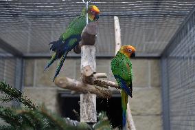 Golden-capped Parakeet, Aratinga auricapillus, Parrot zoo