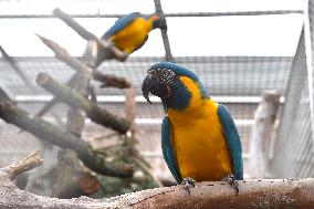 Blue-throated Macaw, Ara glaucogularis, Parrot zoo