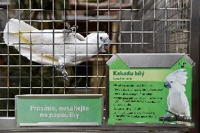 White Cockatoo, Cacatua alba, Parrot zoo