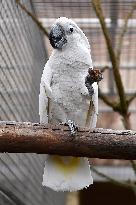 White Cockatoo, Cacatua alba, Parrot zoo