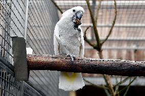 White Cockatoo, Cacatua alba, Parrot zoo