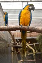 Blue-and-yellow Macaw, Ara ararauna, Parrot zoo