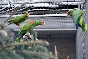 Red-spectacled Parrot, Amazona pretrei, Parrot zoo