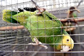 Yellow-headed Parrot, Amazona oratrix, Parrot zoo