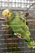 Yellow-headed Parrot, Amazona oratrix, Parrot zoo