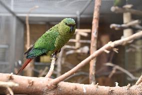 Austral Parakeet, Enicognathus ferrugineus, Parrot zoo