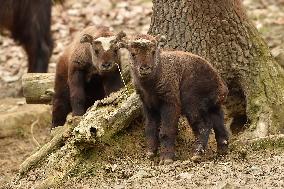 mishmi takin (Budorcas taxicolor taxicolor), goat-antelope