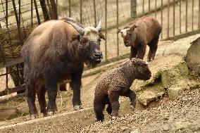 mishmi takin (Budorcas taxicolor taxicolor), goat-antelope