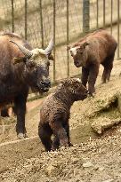 mishmi takin (Budorcas taxicolor taxicolor), goat-antelope