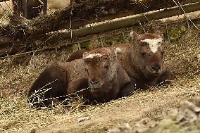 mishmi takin (Budorcas taxicolor taxicolor), goat-antelope