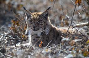 Carpathian lynx (Lynx lynx carpathicus)