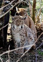 Carpathian lynx (Lynx lynx carpathicus), lynxes