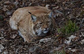 Carpathian lynx (Lynx lynx carpathicus)