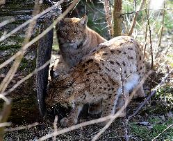 Carpathian lynx (Lynx lynx carpathicus), lynxes