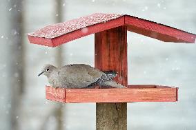 The Eurasian collared dove (Streptopelia decaocto), bird feeder