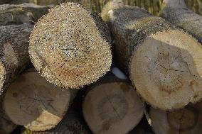 Nature, wood, logs, industry