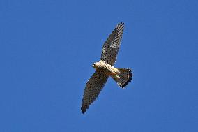 The Common kestrel (Falco tinnunculus)