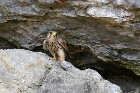 The Common kestrel (Falco tinnunculus)