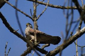 The Common kestrel (Falco tinnunculus)