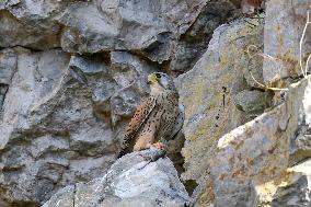 The Common kestrel (Falco tinnunculus)