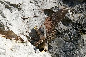 The Common kestrel (Falco tinnunculus)