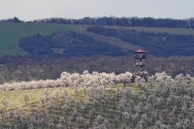 spring, almond orchard