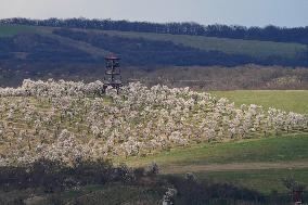 spring, almond orchard